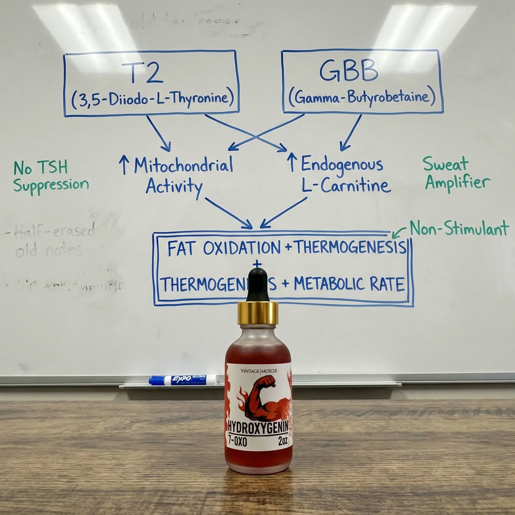 Hormonal Fat Burner, Muscle Preserving - Hydroxygenin™ - Image 3